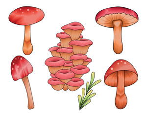 Hand drawn colorful mushroom illustration, autumn forest mushroom collection