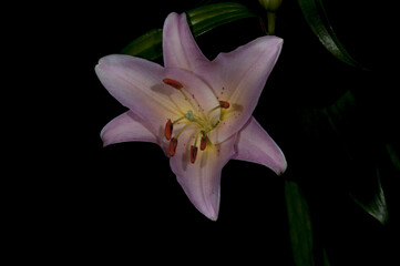 Giglio Rosa