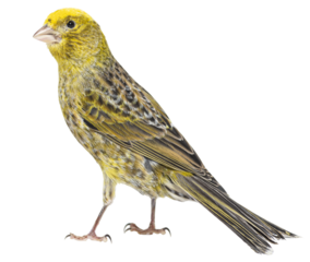 Back view of a Canary - Colored LIZZARD - standing, isolated on white