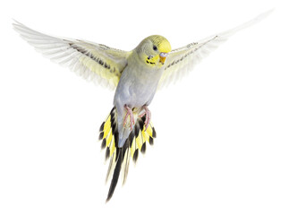 grey rainbow Budgerigar bird flying wings spread - 595241505