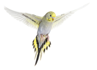 grey rainbow Budgerigar bird flying wings spread