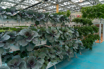 Organic vegetables in agricultural plantations