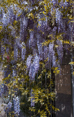 Fototapeta premium Flowering Wisteria plant on house wall concept photo.