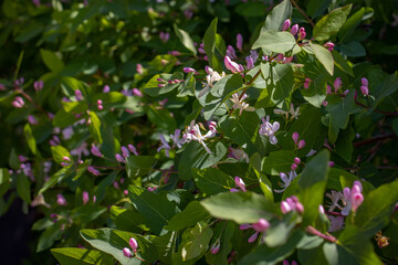 Obraz na płótnie Canvas Blooming spring sunny bush in the garden concept photo.