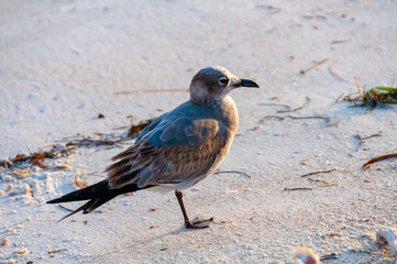 Seagull bird resting on a sandy beach in the Gulf of Mexico, Florida