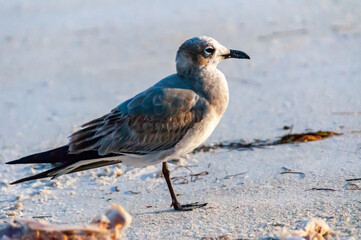 Seagull bird resting on a sandy beach in the Gulf of Mexico, Florida