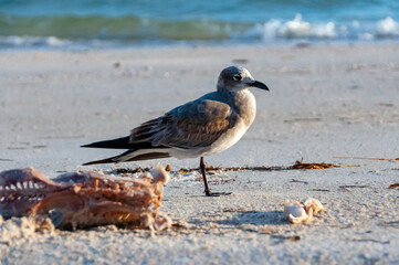 Seagull bird resting on a sandy beach in the Gulf of Mexico, Florida