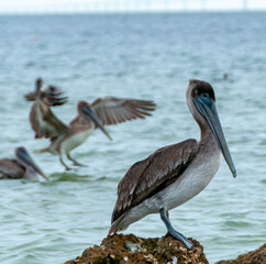 Brown Pelican (Pelecanus occidentalis), an adult bird resting on a rock in the Gulf of Mexico, Florida
