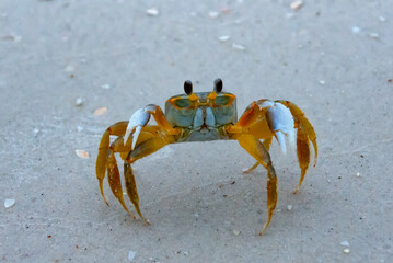 Atlantic ghost crab (Ocypode quadrata) at the ocean beach, Florida USA