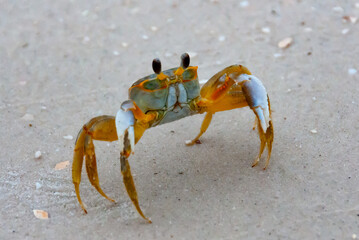 Atlantic ghost crab (Ocypode quadrata) at the ocean beach, Florida USA