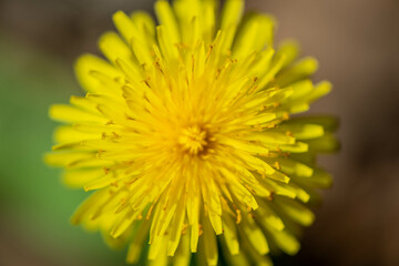 흔한 거리의 봄 꽃 접사 사진