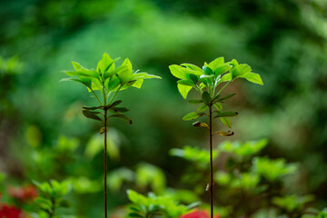 흔한 거리의 봄 꽃 접사 사진