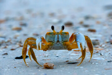 Atlantic ghost crab (Ocypode quadrata) at the ocean beach, Florida USA