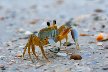 Atlantic ghost crab (Ocypode quadrata) at the ocean beach, Florida USA