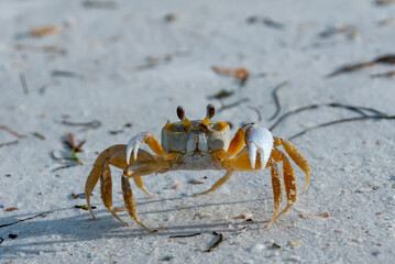 Atlantic ghost crab (Ocypode quadrata) at the ocean beach, Florida USA