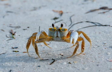Atlantic ghost crab (Ocypode quadrata) at the ocean beach, Florida USA