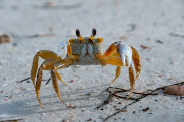 Fototapeta na wymiar Atlantic ghost crab (Ocypode quadrata) at the ocean beach, Florida USA