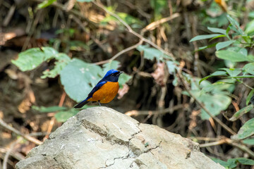 Rufous-bellied niltava or Niltava sundara observed in Rongtong in West Bengal