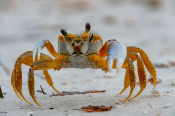 Atlantic ghost crab (Ocypode quadrata) at the ocean beach, Florida USA
