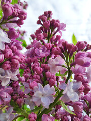 Naklejka na ściany i meble Lilac flowers bush