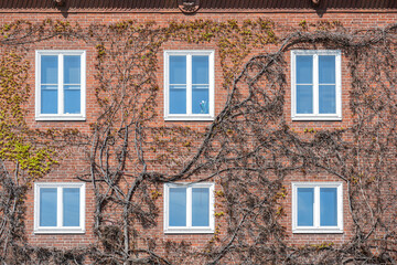 House facade built in red brick architecture with white windows, overgrown with wild vine with the...