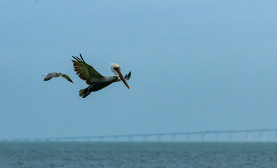 Fototapeta na wymiar Brown Pelican (Pelecanus occidentalis), an adult bird resting on a rock in the Gulf of Mexico, Florida