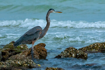Blue Heron (Egretta caerulea) in a central Florida pond. Florida