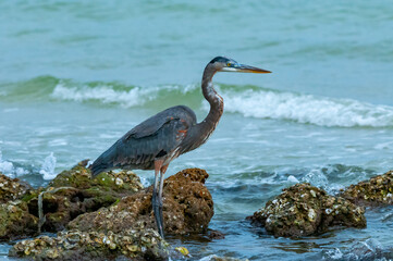 Blue Heron (Egretta caerulea) in a central Florida pond. Florida
