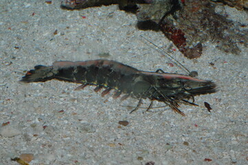 Giant Tiger Prawn (Penaeus monodon) taken in close-up, underwater and on the seafloor