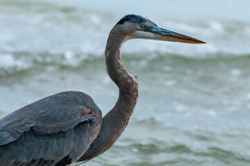 Blue Heron (Egretta caerulea) in a central Florida pond. Florida