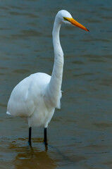 Fototapeta na wymiar The bird hunts in shallow water, A Great Egret (Ardea alba), Florida