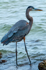 Blue Heron (Egretta caerulea) in a central Florida pond. Florida