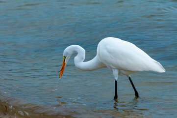 The bird hunts in shallow water, A Great Egret (Ardea alba), Florida