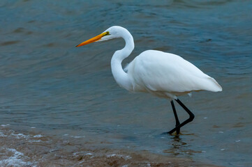 The bird hunts in shallow water, A Great Egret (Ardea alba), Florida