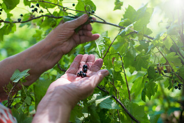 Senior woman, lady's hands, pick up black currant berries in the garden on summertime.