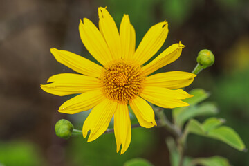 Tithonia diversifolia