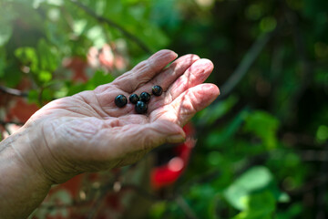 Senior woman, lady's hands, pick up black currant berries in the garden on summertime.
