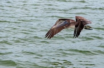 Brown Pelican (Pelecanus occidentalis), an adult bird resting on a rock in the Gulf of Mexico, Florida