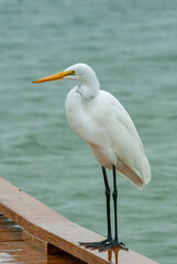 The bird is resting on a wooden pier, A Great Egret (Ardea alba), Florida