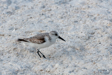 A long-billed sandpiper looking for food on the shore in the Gulf of Mexico, Florida