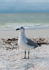 Seagull bird resting on a sandy beach in the Gulf of Mexico, Florida