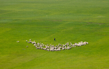 Idyllic landscape with a shepherd and a flock of sheep on a pasture with green grass