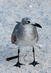 Seagull bird resting on a sandy beach in the Gulf of Mexico, Florida