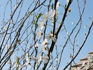 First signs of spring