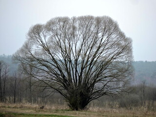 Krajobraz wczesnej wiosny