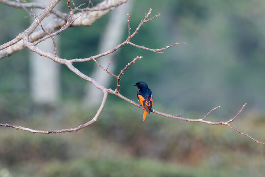 Scarlet minivet or Pericrocotus speciosus observed in Rongtong in West Bengal