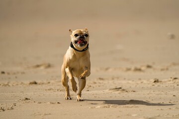 Playful small brown dog running across a sandy surface basking in the warm sunlight