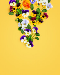 Spring viola pansy flowers frame on yellow background. Color card.