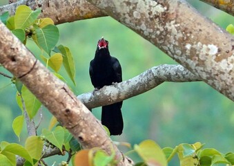 Closeup shot of a squawking black Asian koel bird perched on a tree branch