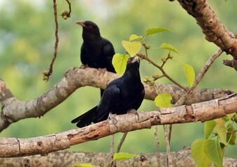 Closeup shot of two beautiful black Asian koel bird perched on a tree branch